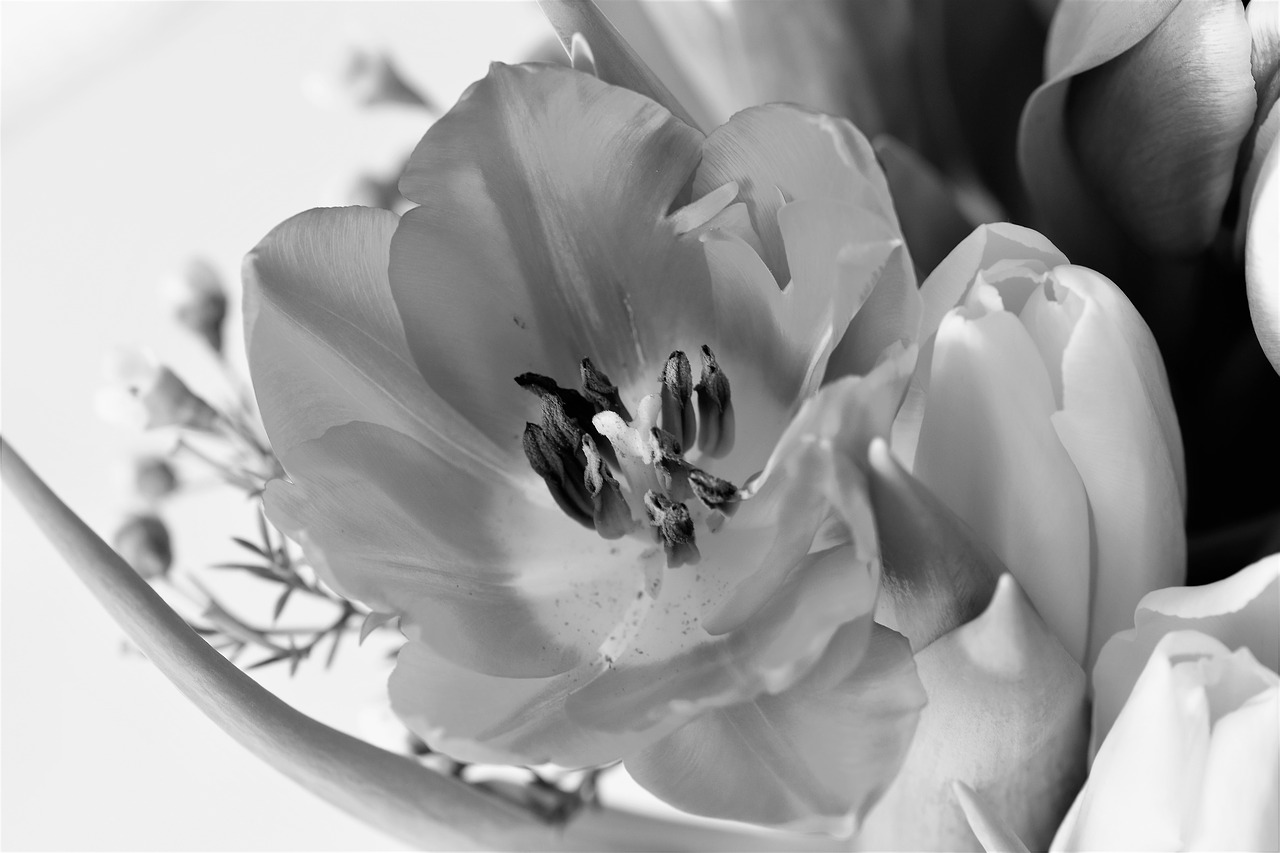 Image - tulip plant blossom bloom flower