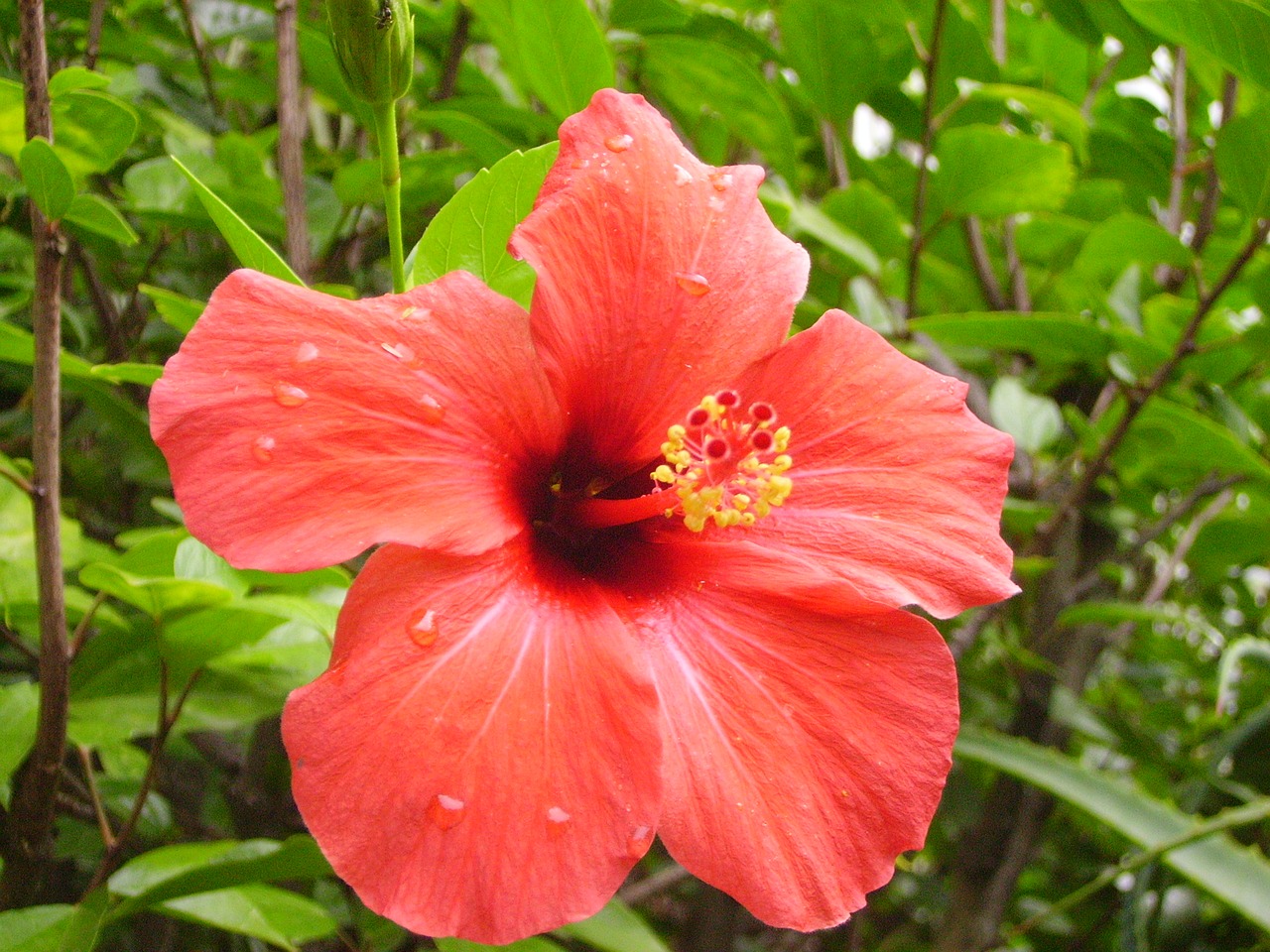 Image - hibiscus portugal holiday