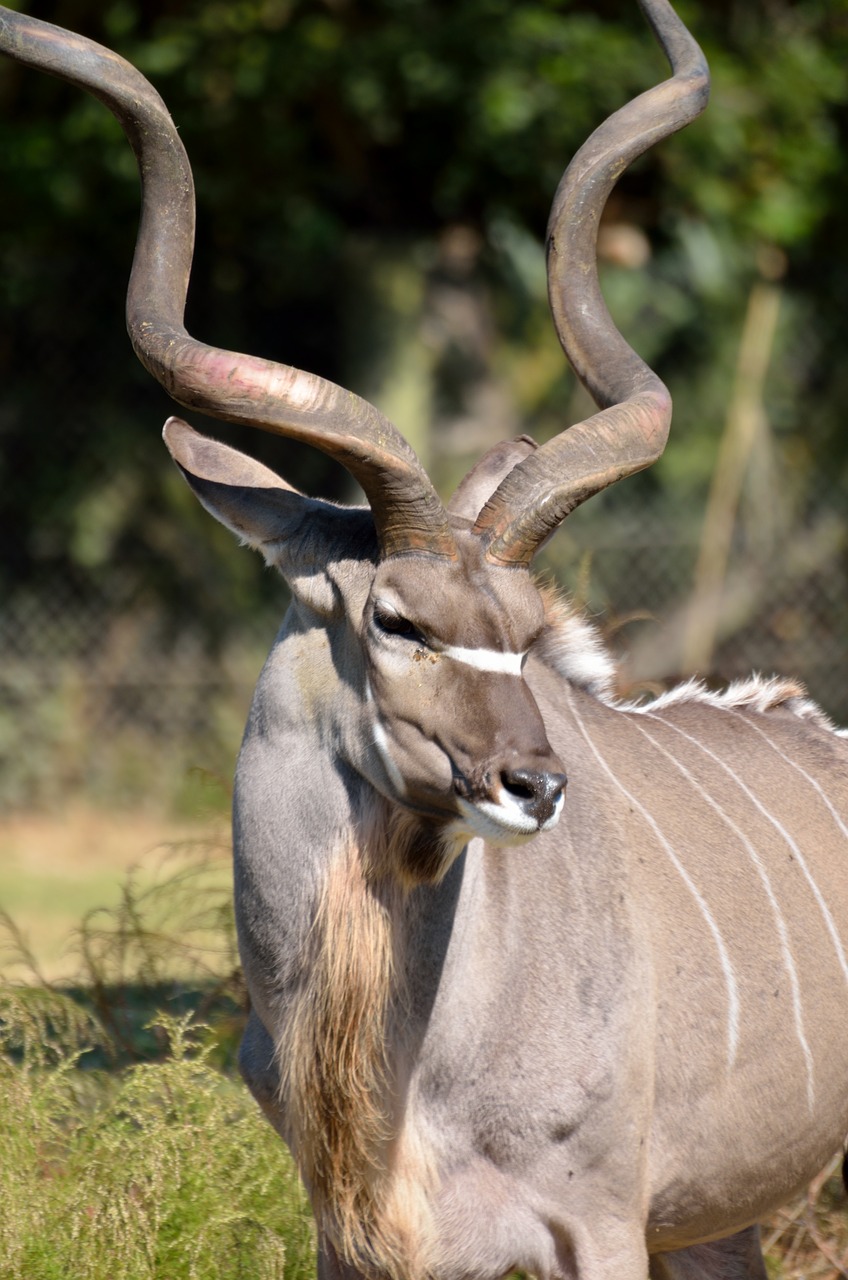 Image - greater kudu wildlife africa animal