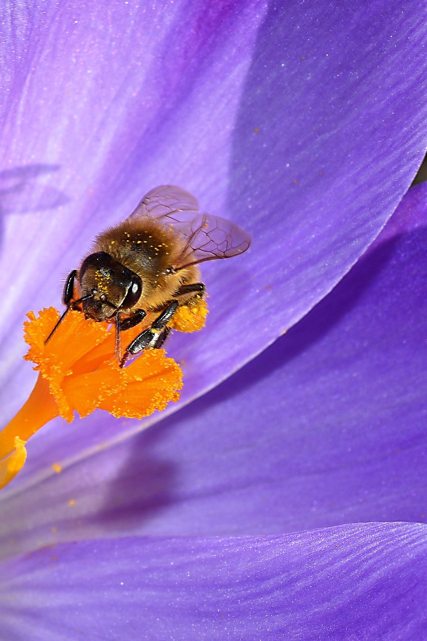 Image - blossom bloom stamp insect crocus