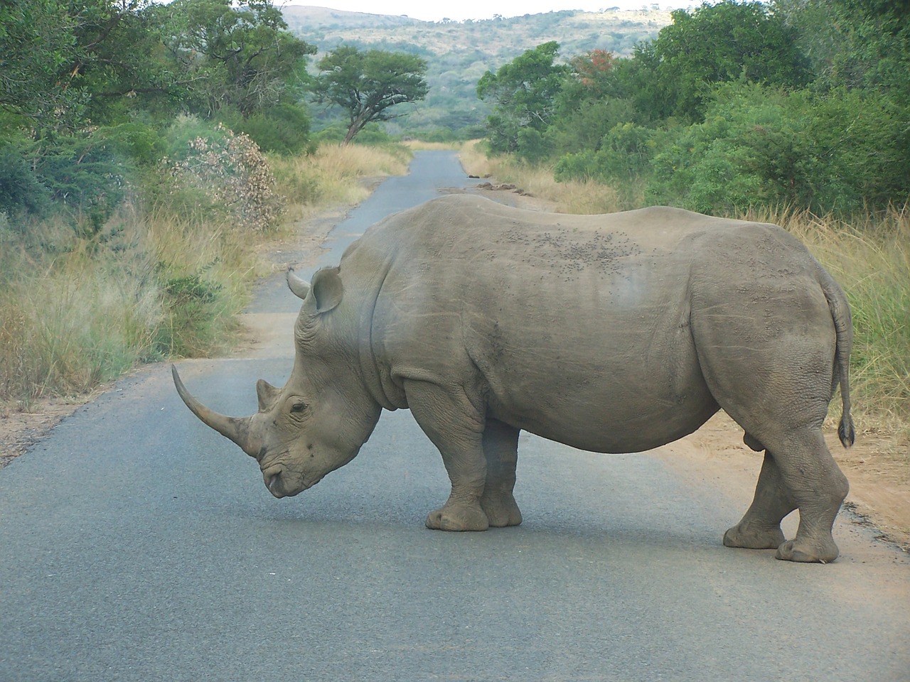 Image - rhino africa south africa