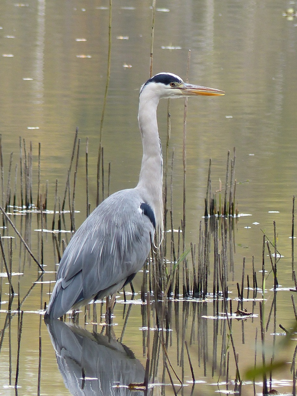 Image - heron nature mare watcher fall