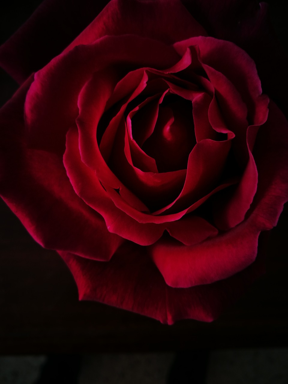 Image - rose flower black red