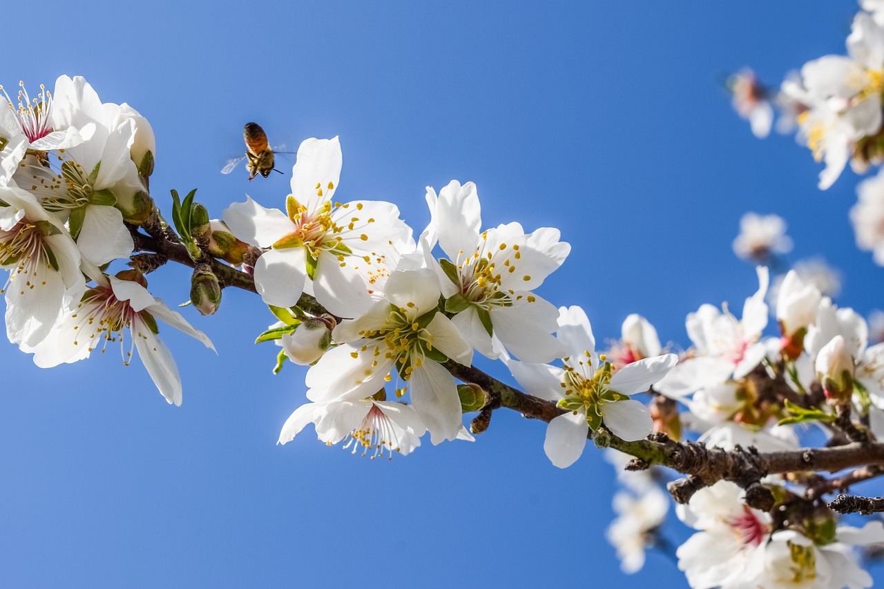 Image - almond tree flowers bee almond