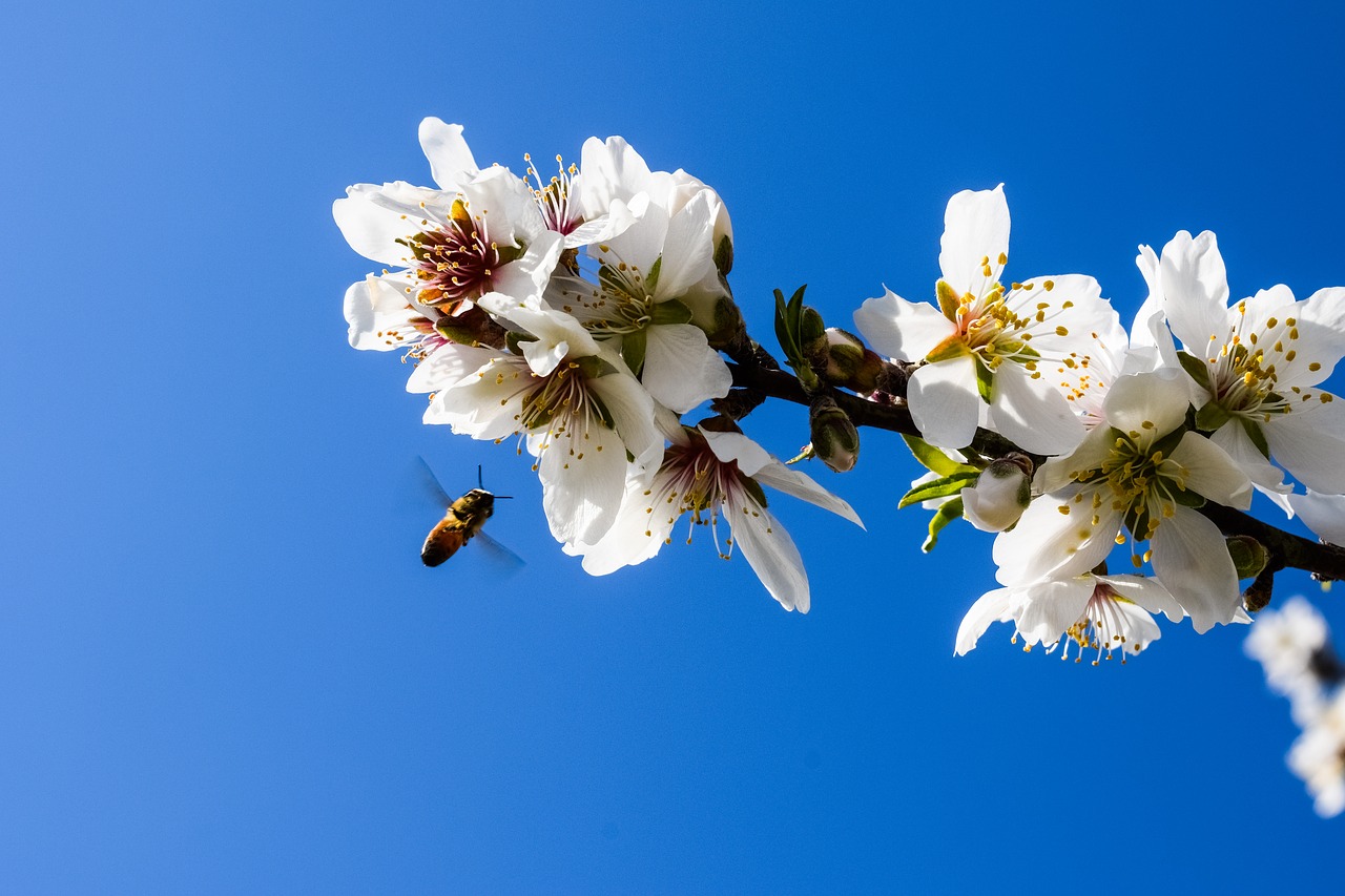 Image - almond tree flowers bee almond