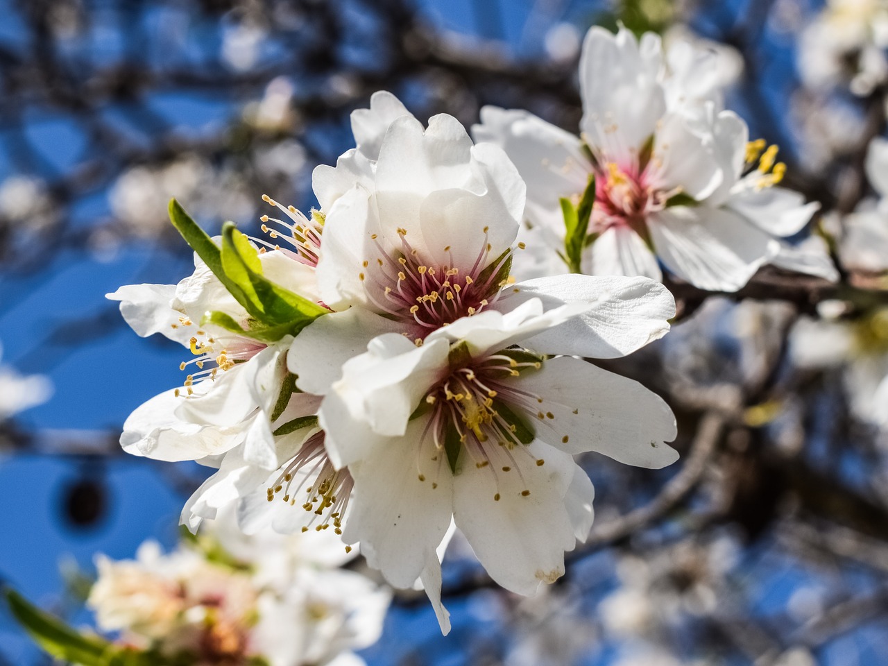 Image - almond tree flowers petal stamens