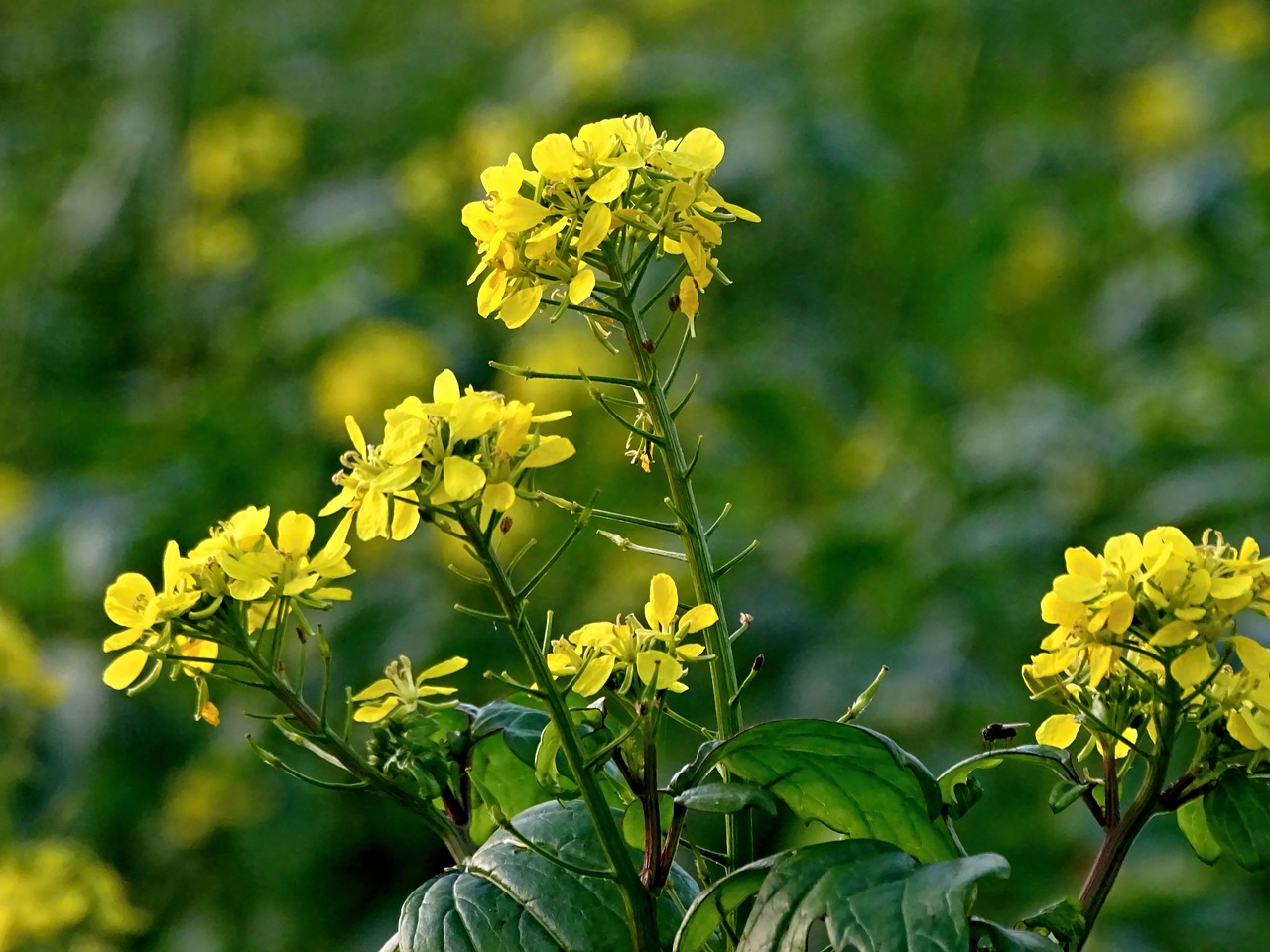 Image - oilseed rape rape blossom