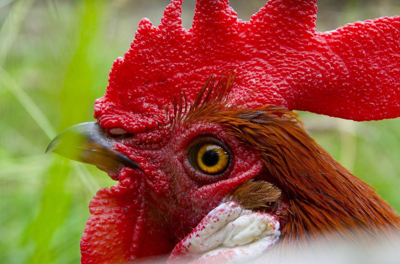 Image - hahn gockel poultry cockscomb