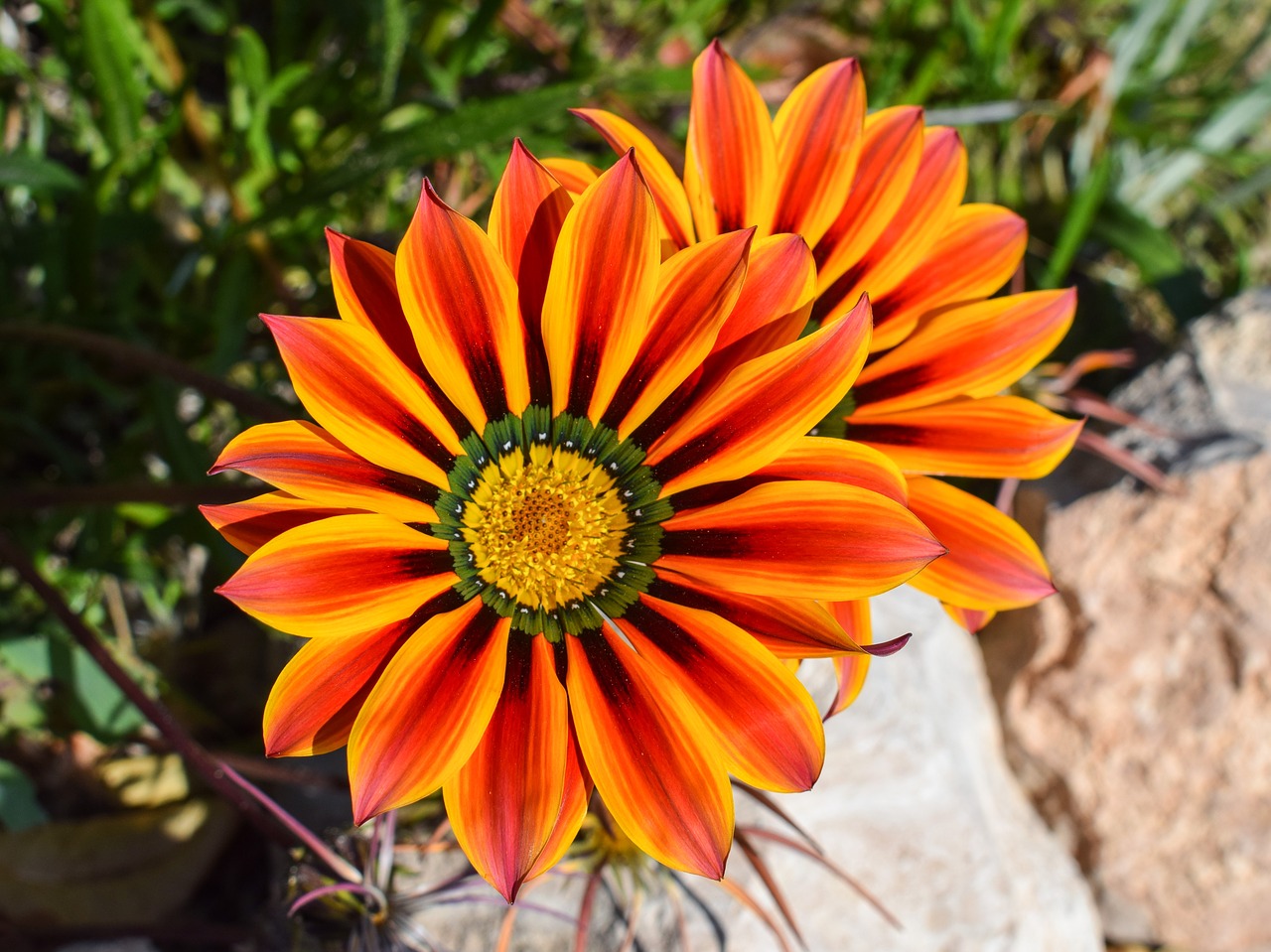 Image - gazania flower colorful nature