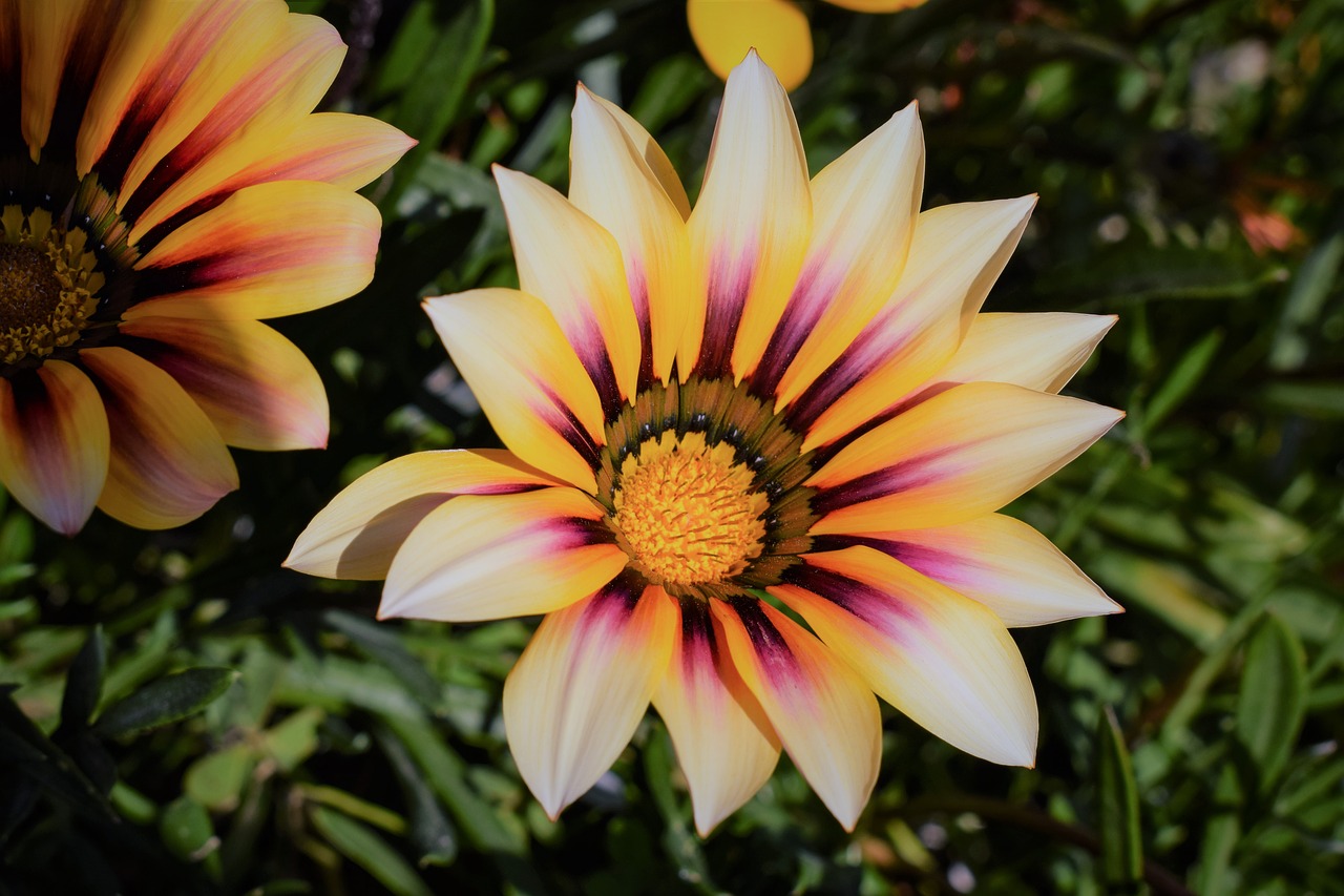 Image - gazania flower colorful nature