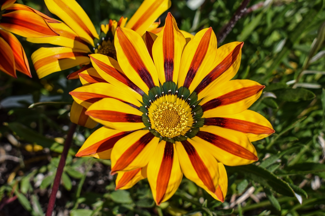 Image - gazania flower colorful nature