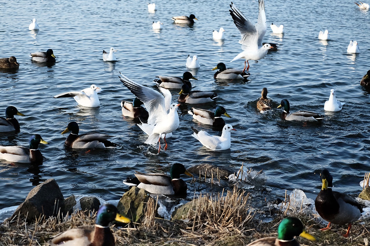 Image - waterfowl feed water eat feeding