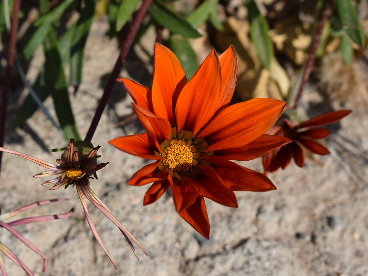 Image - gazania flower colorful nature
