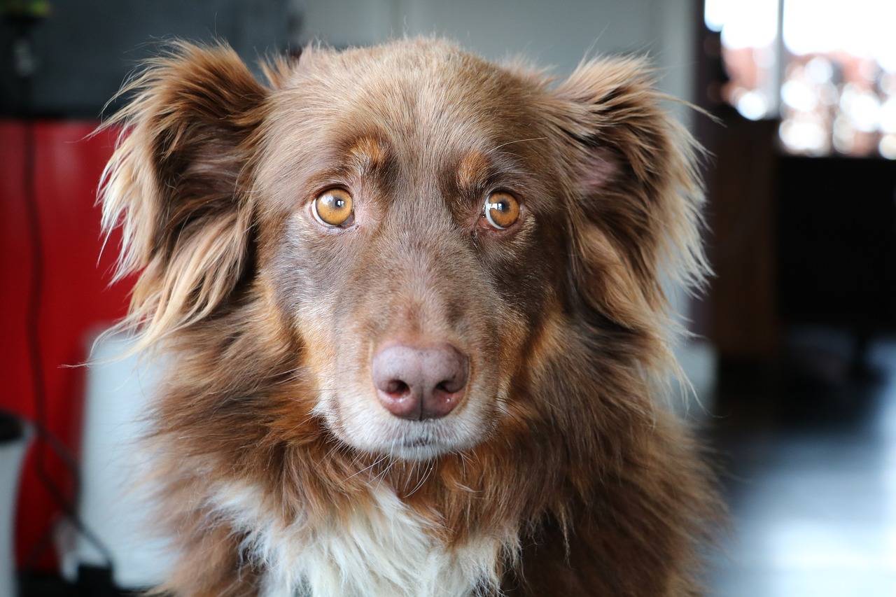 Image - dog australian shepherd naughty