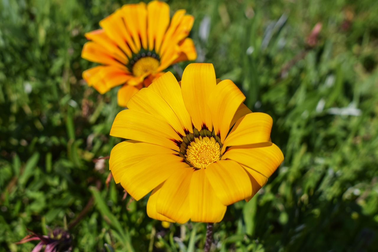 Image - gazania flower colorful nature