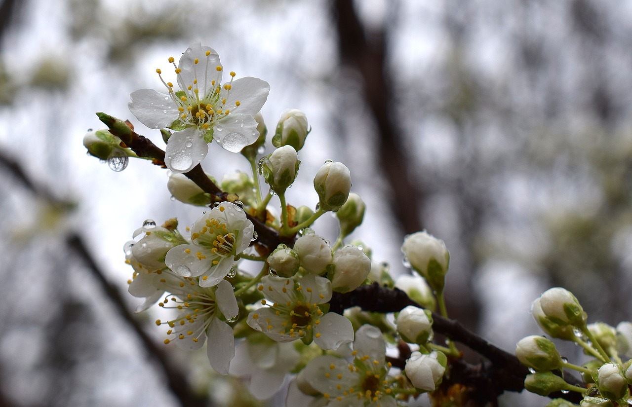 Image - cherry blossoms in the rain rain