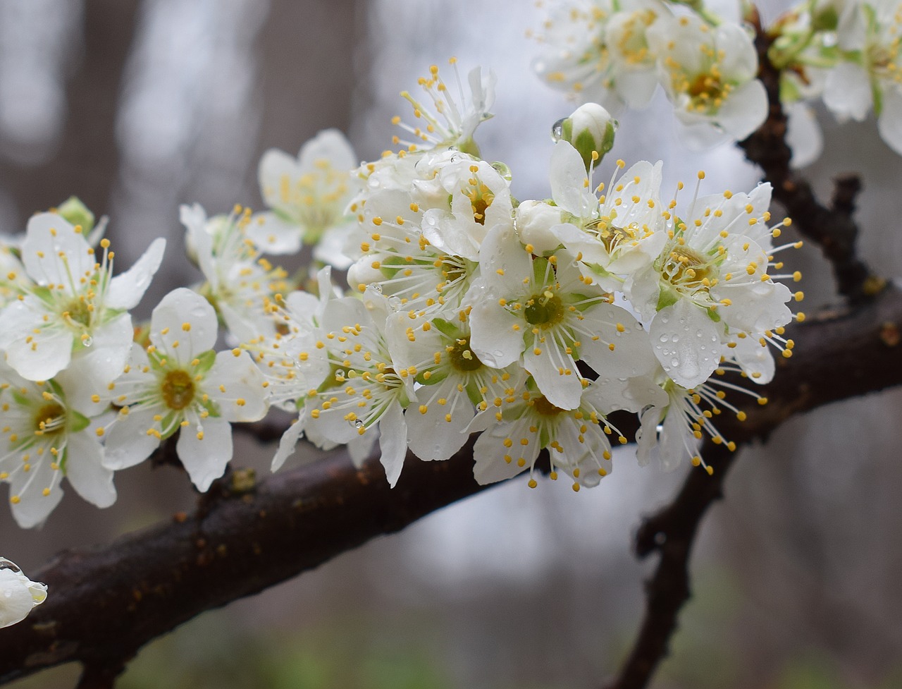 Image - cherry blossoms in the rain rain