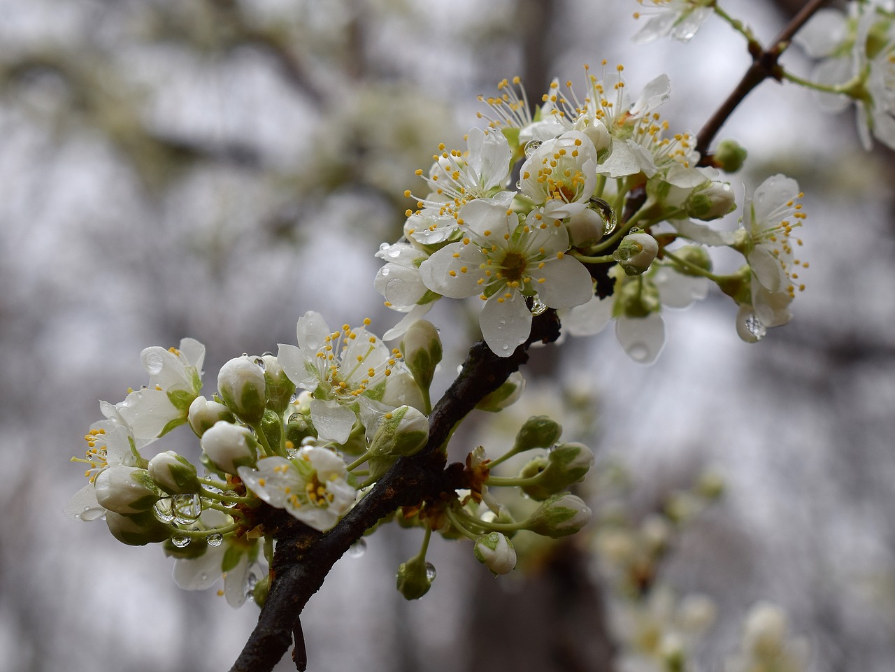 Image - cherry blossoms in the rain rain