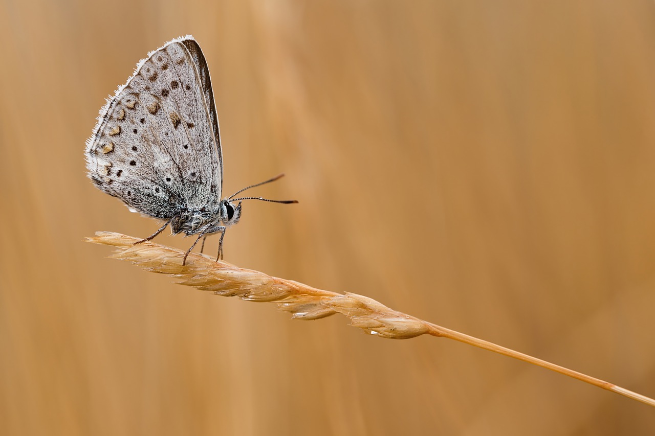 Image - common blue butterfly macro insect