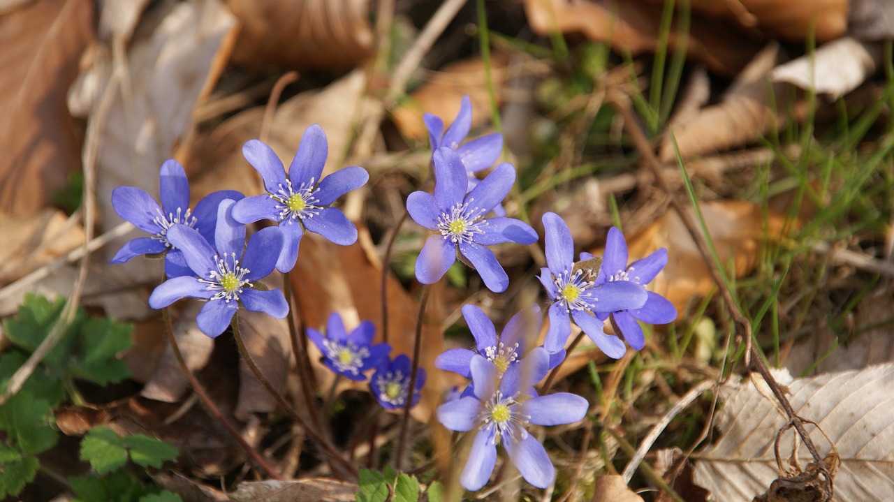 Image - spring blue violet blooms