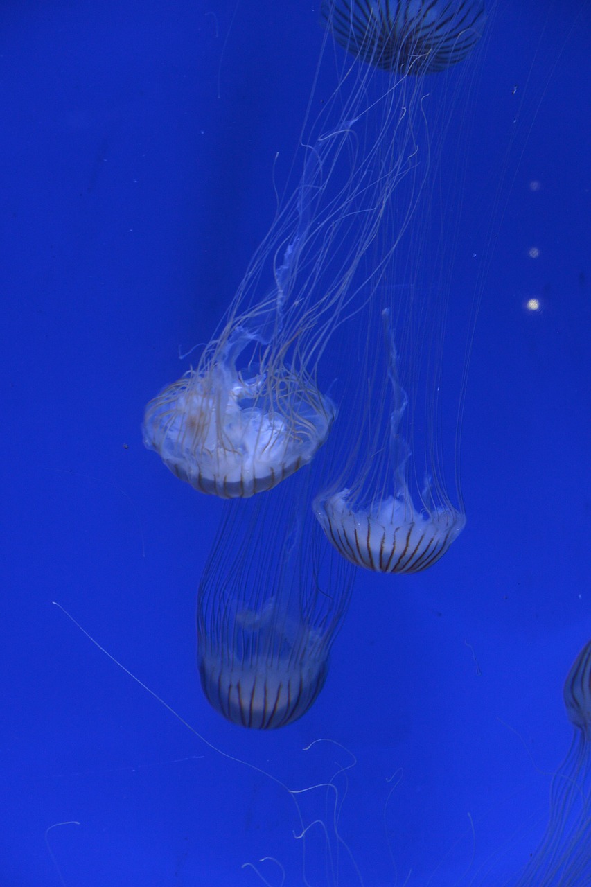 Image - pairi daiza jellyfish marine world
