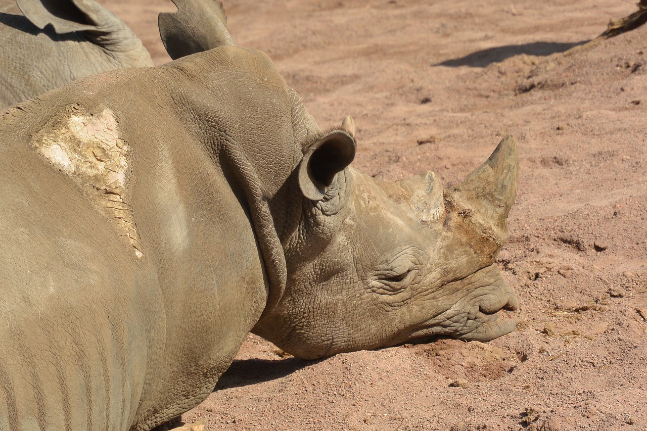 Image - pairi daiza rhinoceros animals horn