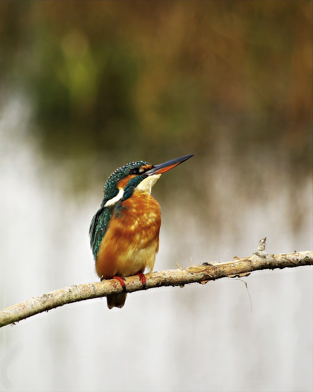 Image - kingfisher female birds