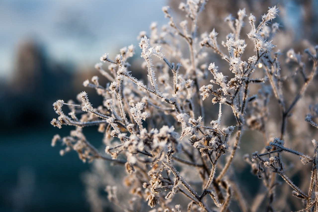 Image - frost winter cold ice gel leaves