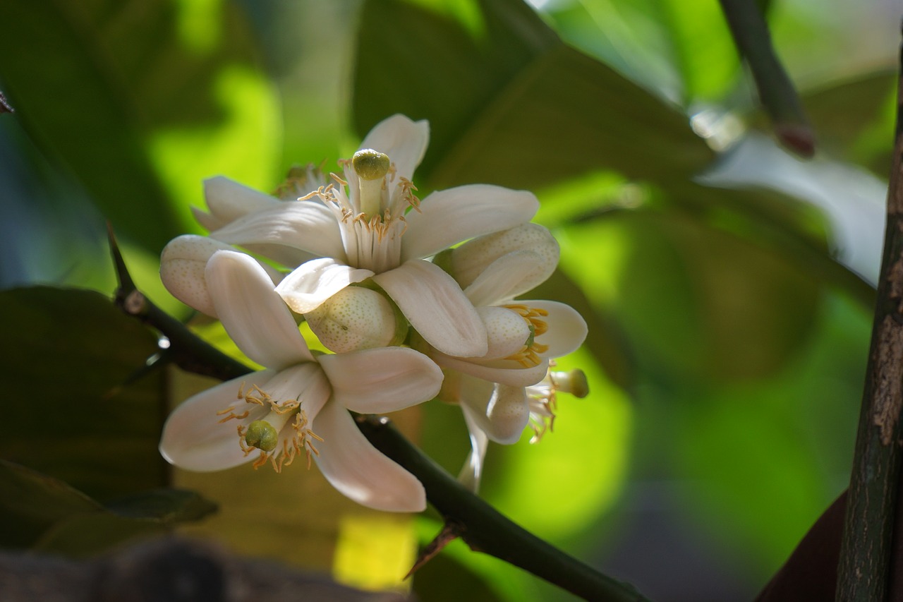 Image - citrus orange blossom flower lemon