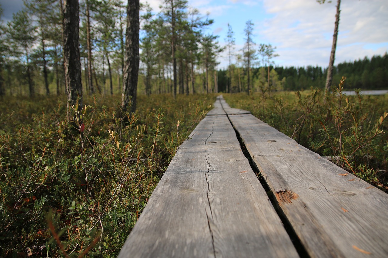 Image - nature forest duckboard summer