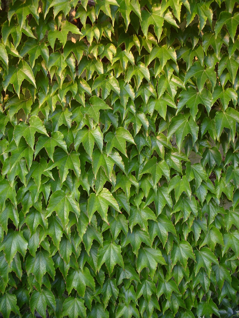 Image - vines leafs wall wine plant