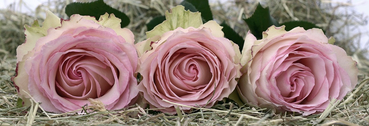 Image - roses pink rose flower romance