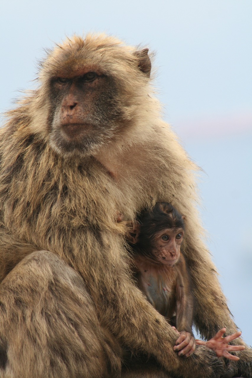 Image - barbary ape gibraltar monkey