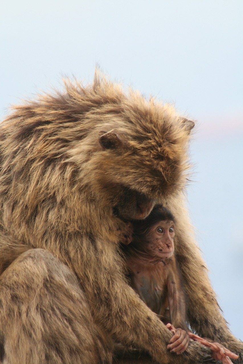 Image - barbary ape gibraltar monkey