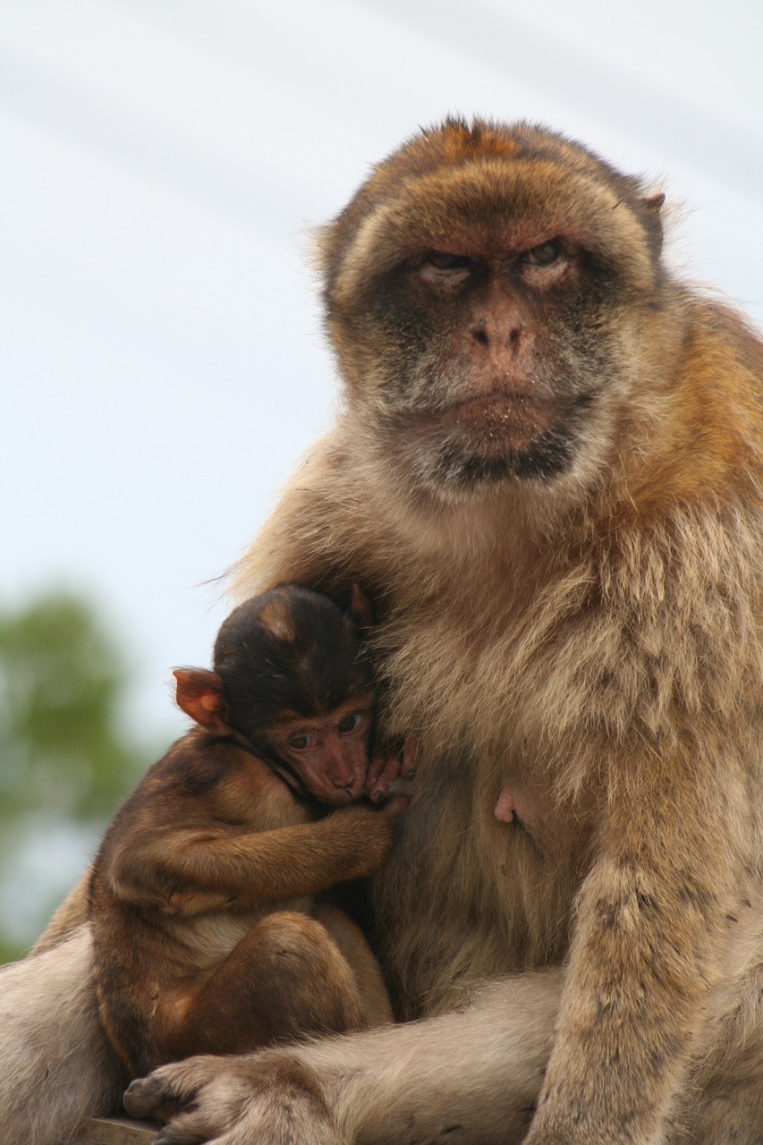 Image - barbary ape gibraltar monkey