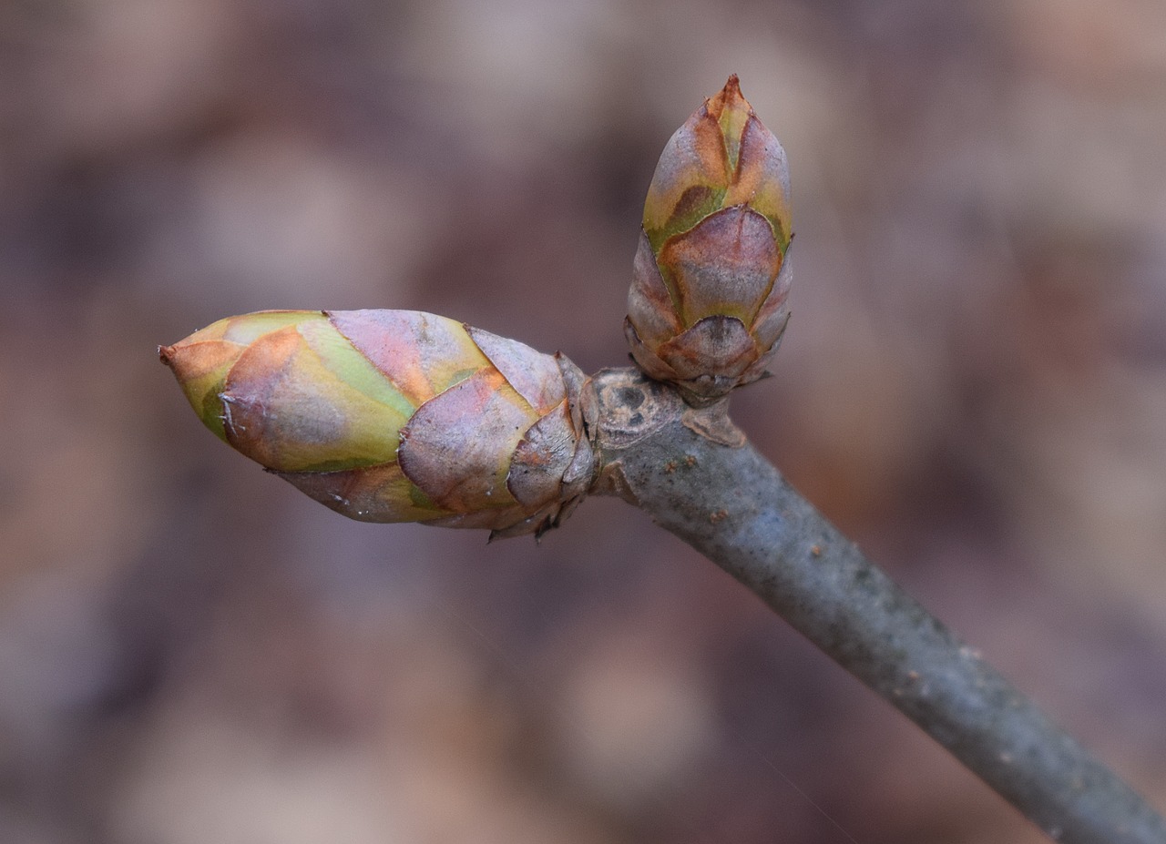 Image - japanese chestnut buds chestnut bud