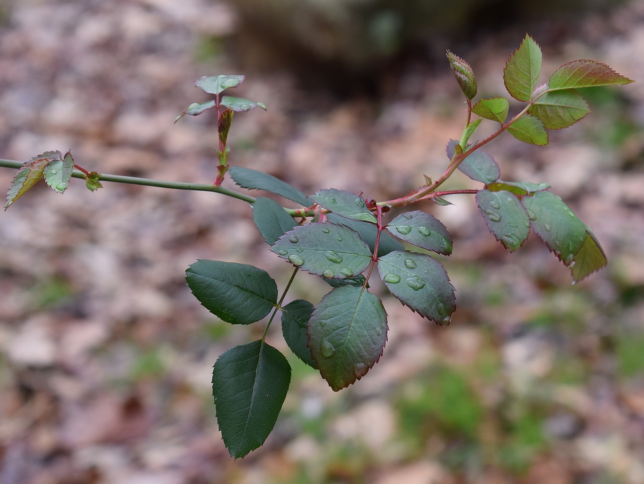 Image - new rose leaves rain raindrops rose