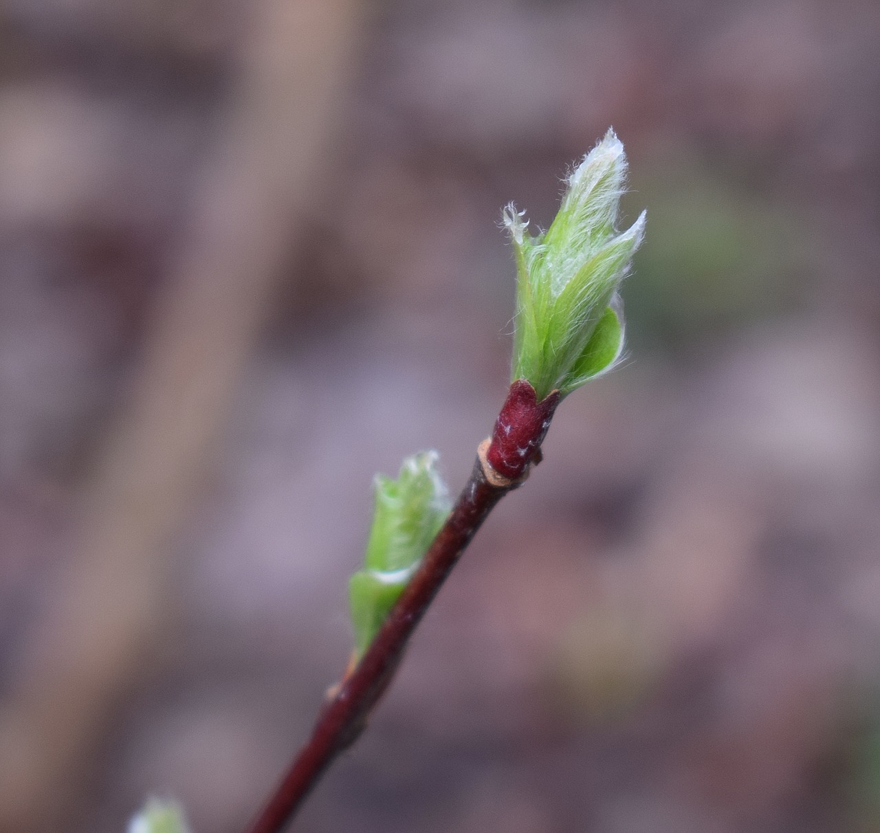 Image - new willow leaves willow fuzzy