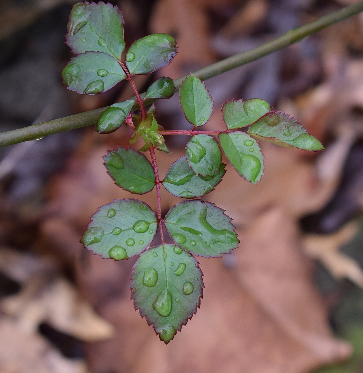 Image - new rose leaves rain raindrops rose