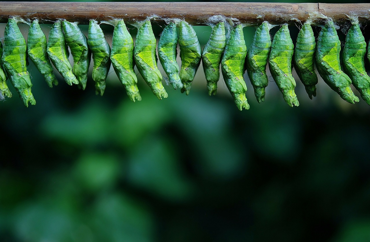 Image - cocoon cocoon butterfly larva