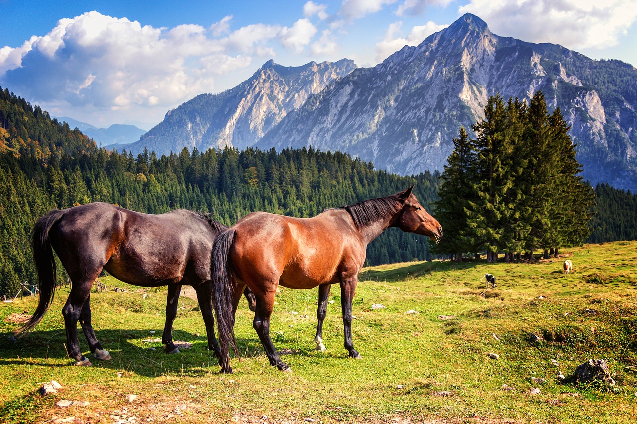 Image - horse horses nature alpine