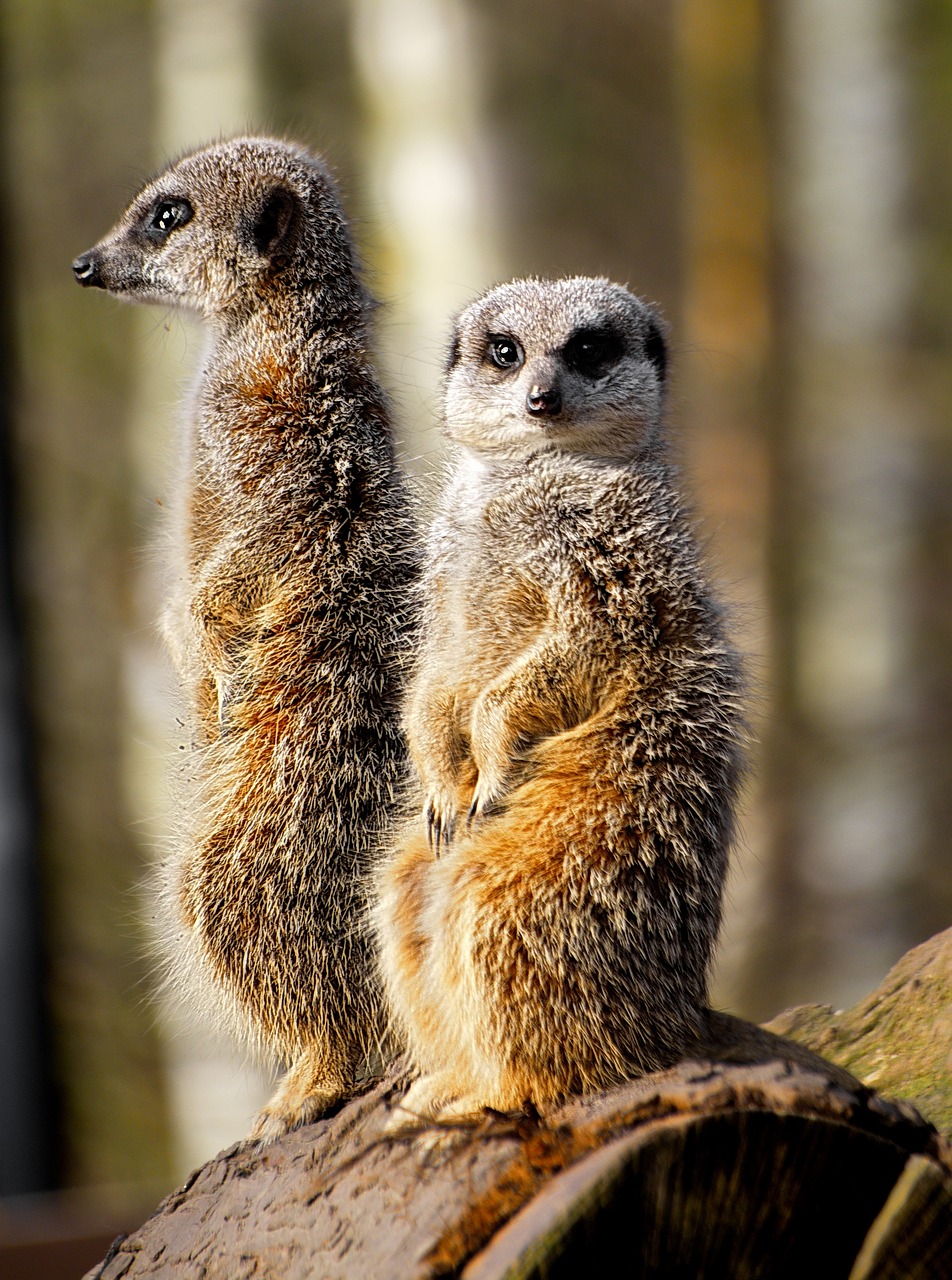 Image - meerkat wild zoo animal mammal