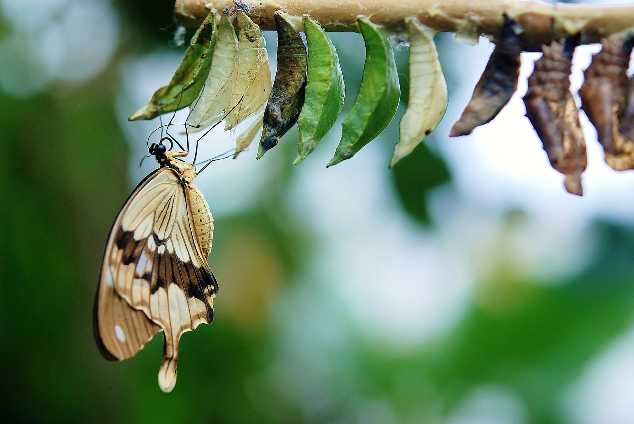 Image - brown white butterfly butterflies