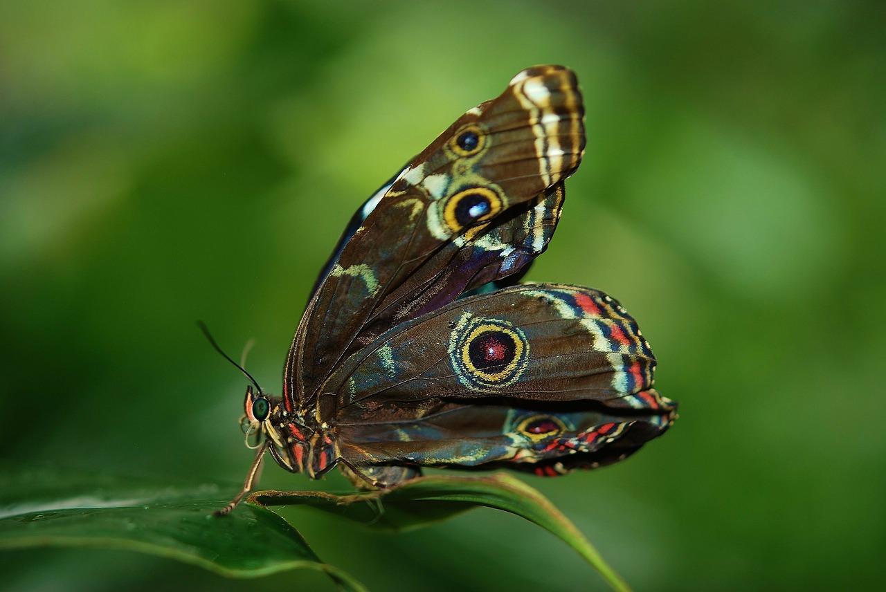 Image - morpho peleides butterfly