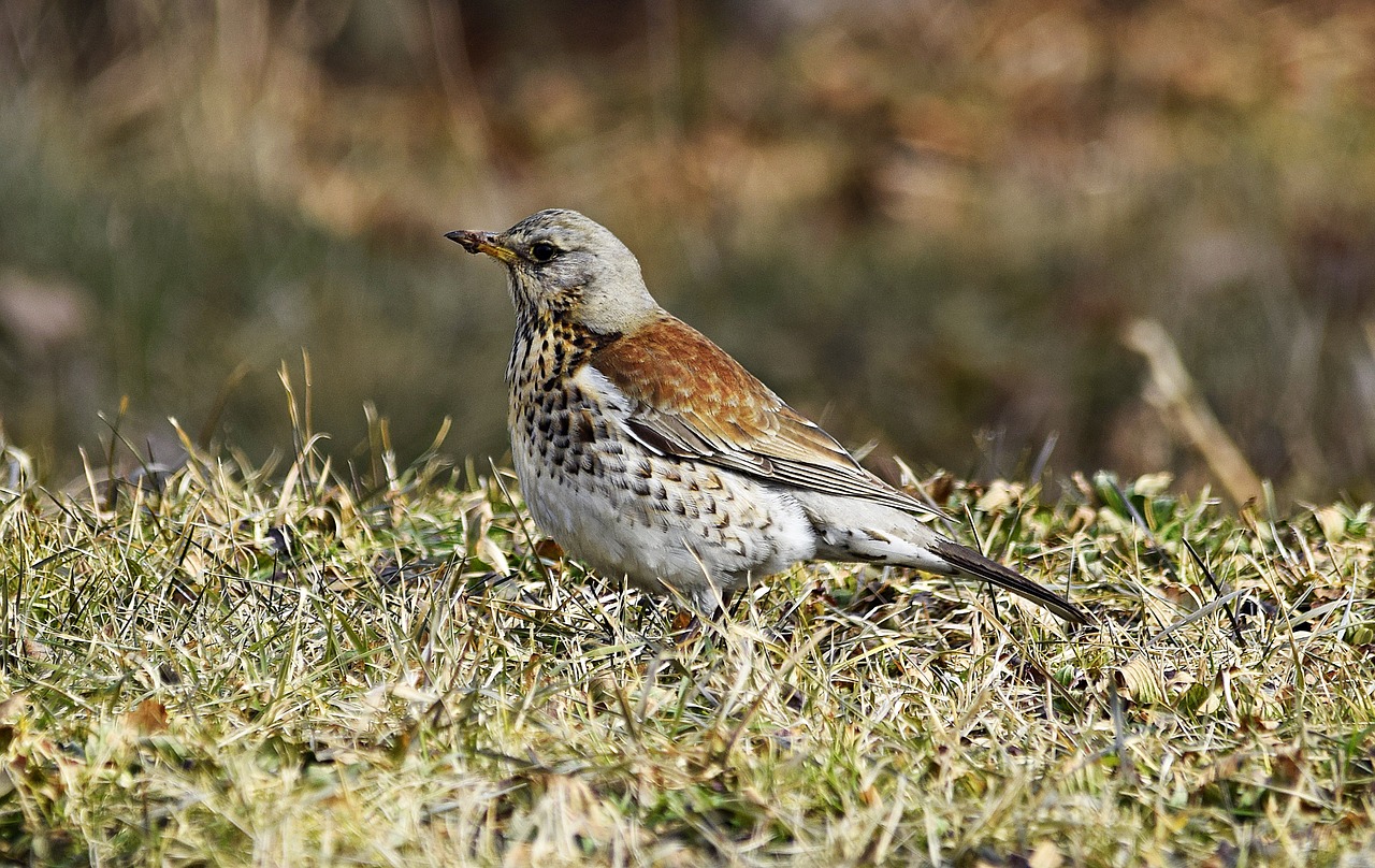 Image - fieldfare bird february brier