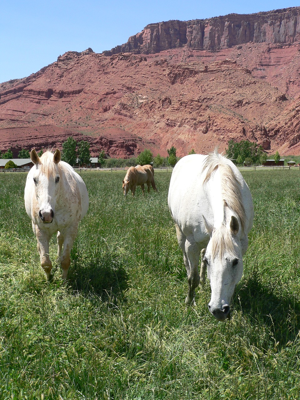 Image - horses grazing colorado pasture