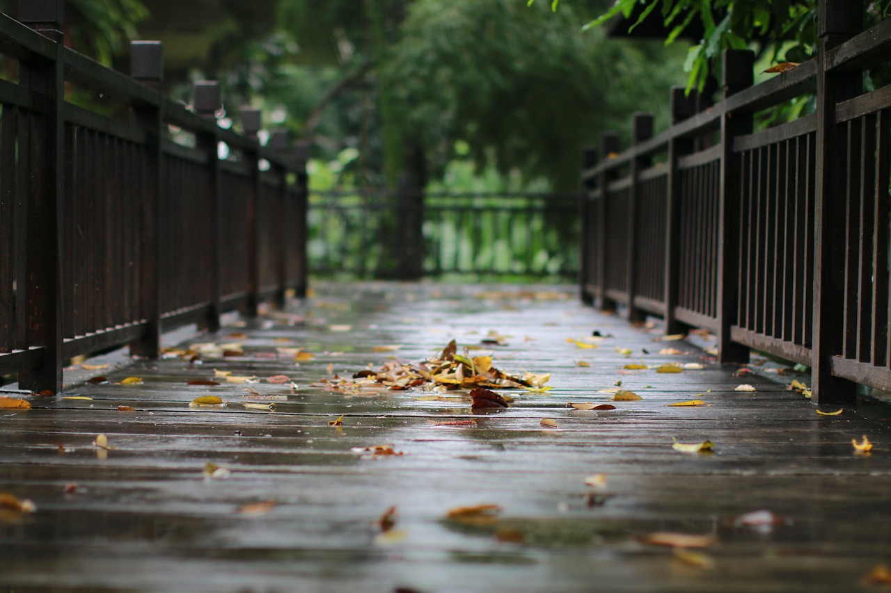 Image - rain wood outdoor nature tree