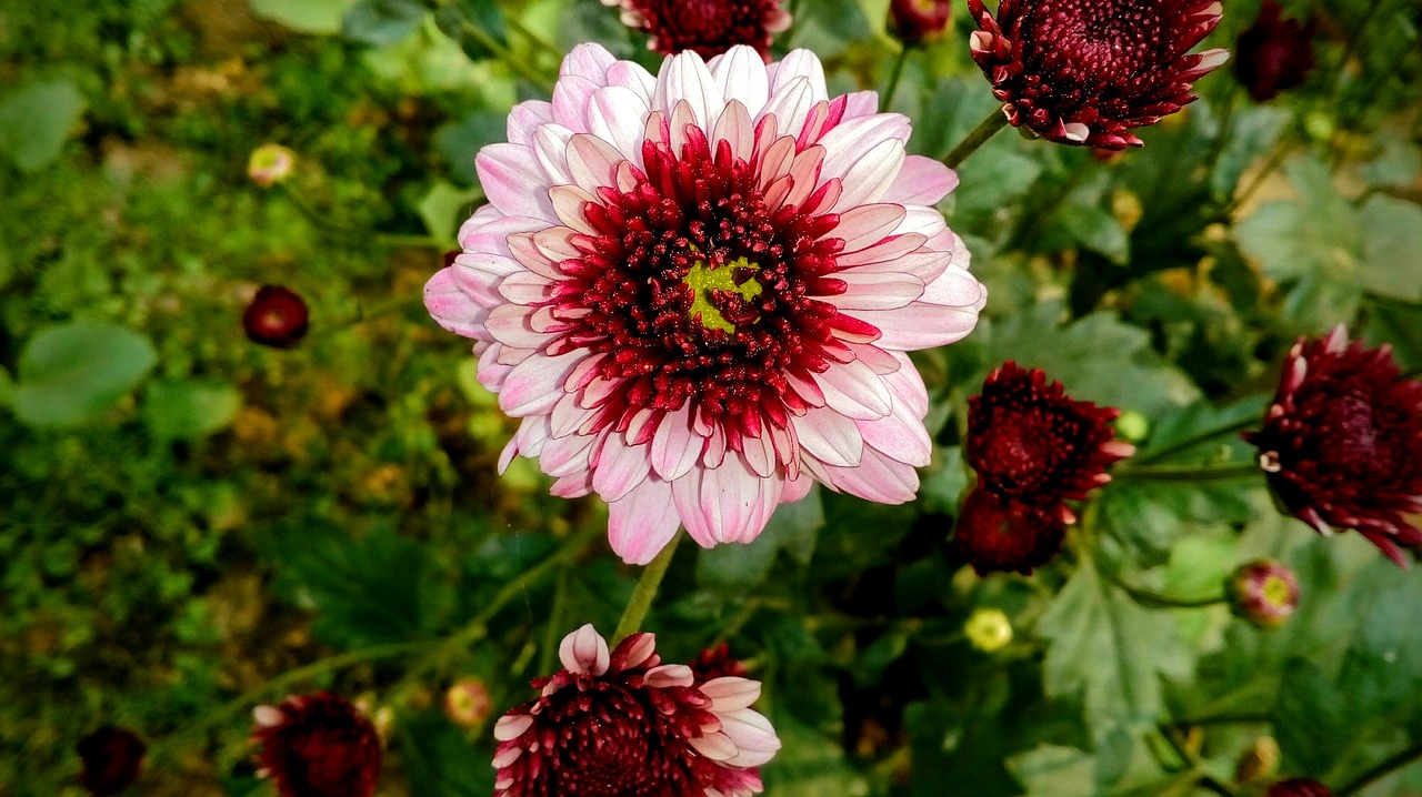 Image - flower red pin nature blossom