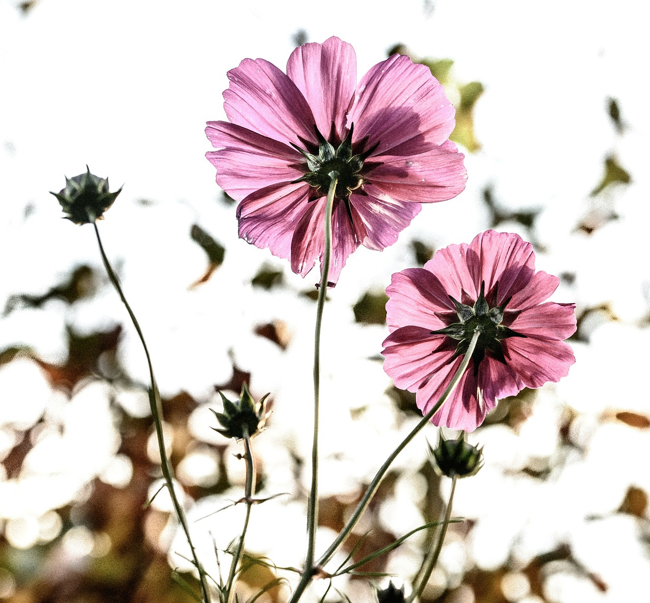 Image - flowers flower fiore back light