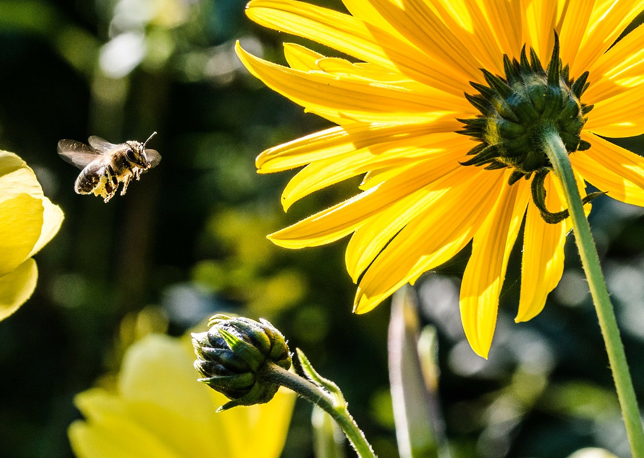 Image - bee in the approach bee apis pollen